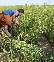 پیش‌بینی برداشت ۱۲۵۱ تن کنجد در دلگان