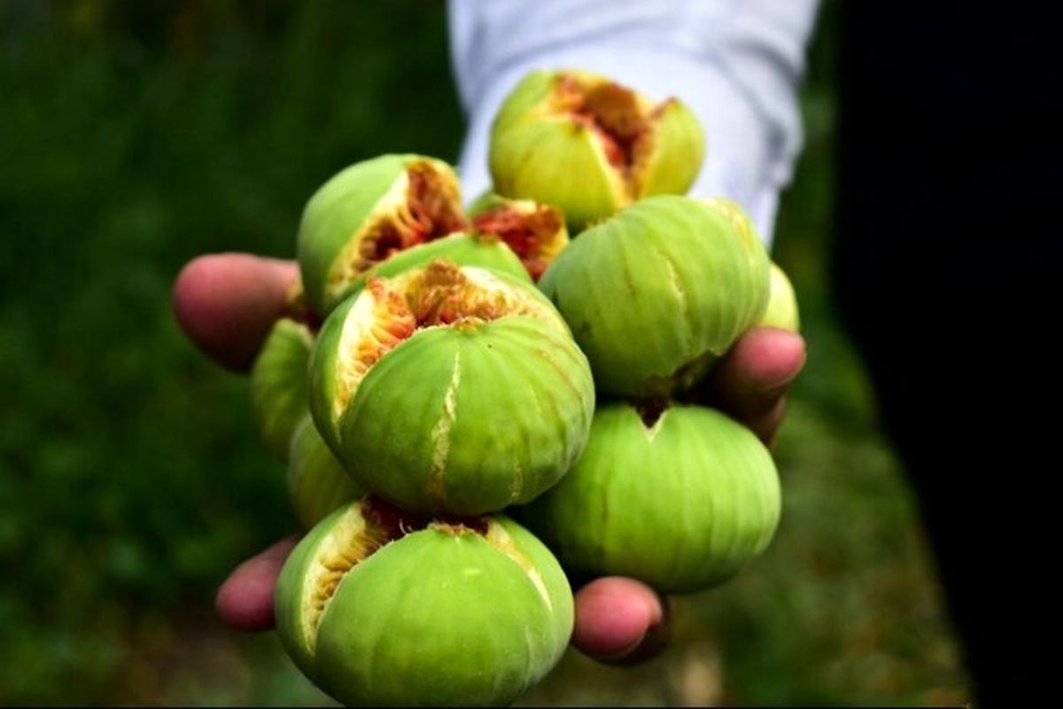 برداشت انجیر در سطح ۱۸ هکتار در باغات شهرستان آبدانان