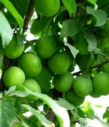 کاهش قابل توجه تولید گوجه سبز در ابرکوه یزد بدلیل خشکسالی و سرمازدگی