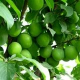 کاهش قابل توجه تولید گوجه سبز در ابرکوه یزد بدلیل خشکسالی و سرمازدگی