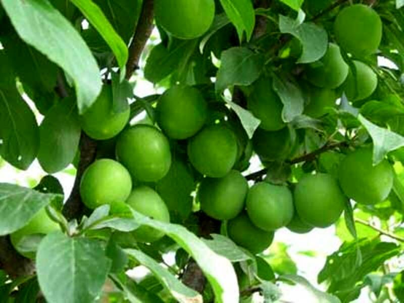 کاهش قابل توجه تولید گوجه سبز در ابرکوه یزد بدلیل خشکسالی و سرمازدگی