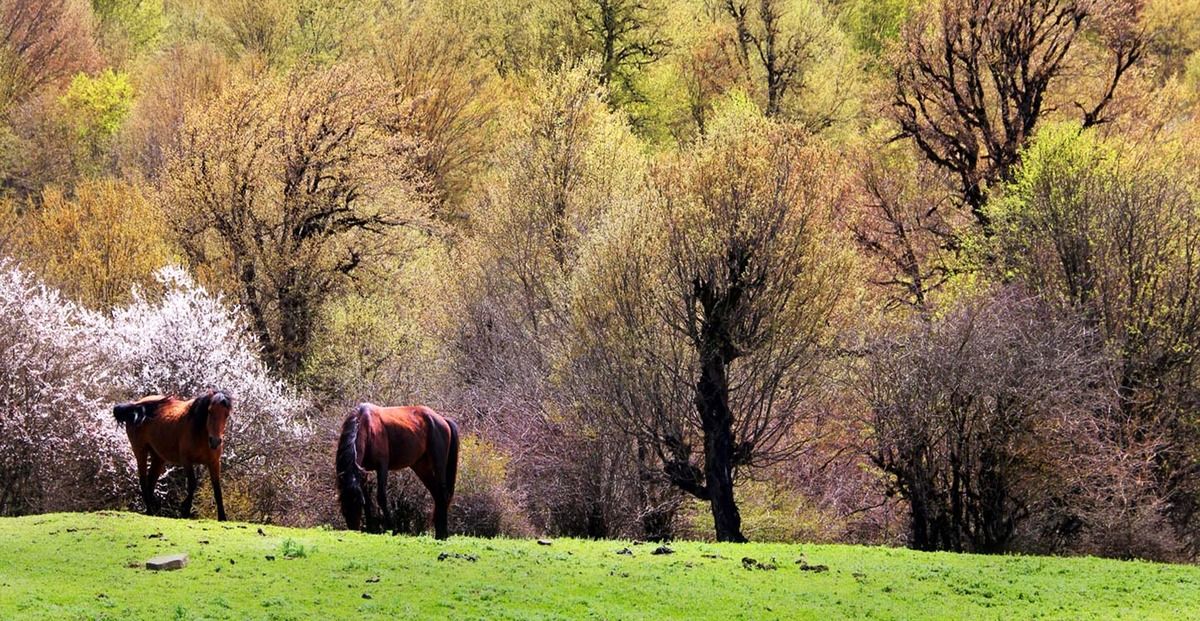 هزینه تورهای جنگلی در تعطیلات پیش‌رو