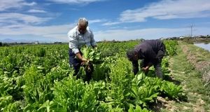 کشت ۵۵ هکتاری کاهو در زمین‌های کشاورزی قائم شهر