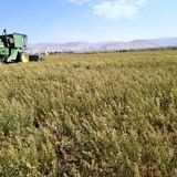 پیش بینی برداشت ۴۰۰ تن بذر یونجه در گرمسار