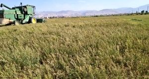 پیش بینی برداشت ۴۰۰ تن بذر یونجه در گرمسار