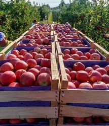 آغاز برداشت ۴۰ هزار تن سیب تابستانه در استان آذربایجان‌غربی