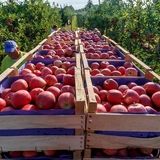 آغاز برداشت ۴۰ هزار تن سیب تابستانه در استان آذربایجان‌غربی