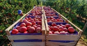 آغاز برداشت ۴۰ هزار تن سیب تابستانه در استان آذربایجان‌غربی