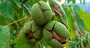 پیش بینی برداشت یک هزار و ۵۰۰ تن گردو در ایلام 