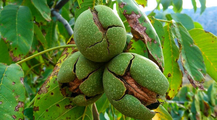 پیش بینی برداشت یک هزار و ۵۰۰ تن گردو در ایلام 