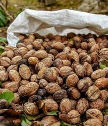 برداشت گردو در کوهسرخ نصف شد