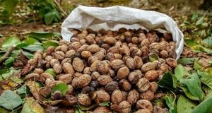 برداشت گردو در کوهسرخ نصف شد