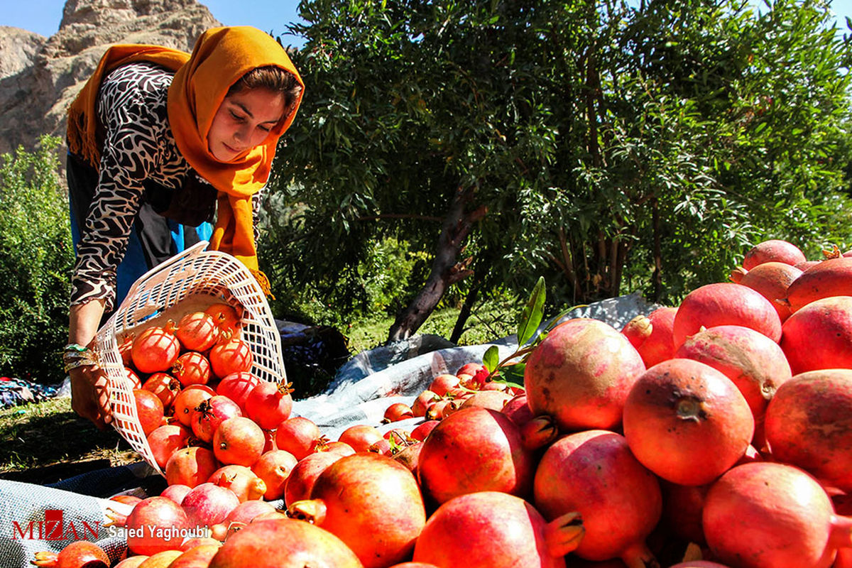 آغاز برداشت انار در شهرستان سیروان