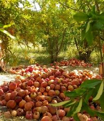 برداشت ۲۶۰ تن انار در روستای انبوه عمارلوی رودبار