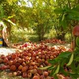 برداشت ۲۶۰ تن انار در روستای انبوه عمارلوی رودبار