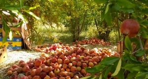 برداشت ۲۶۰ تن انار در روستای انبوه عمارلوی رودبار