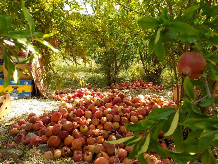 برداشت ۲۶۰ تن انار در روستای انبوه عمارلوی رودبار