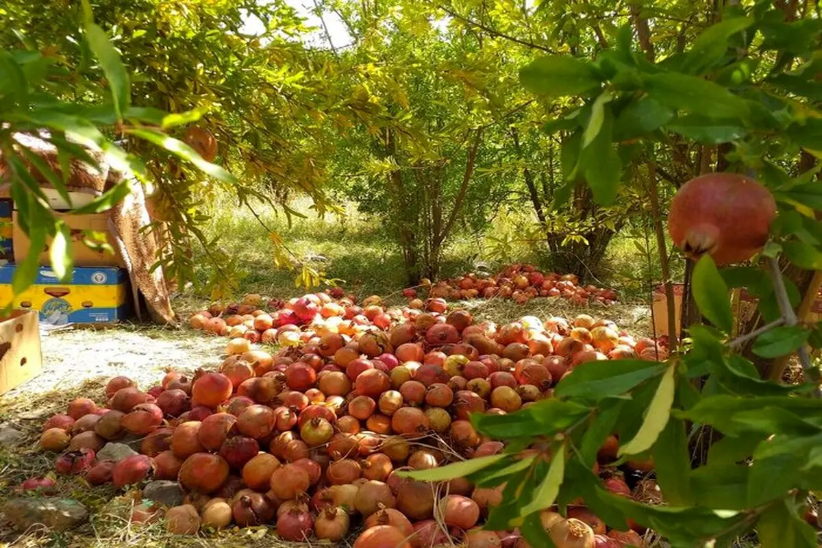 برداشت ۲۶۰ تن انار در روستای انبوه عمارلوی رودبار