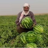 پیش بینی برداشت ۶۰ هزار تن هندوانه در جاسک