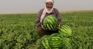 پیش بینی برداشت ۶۰ هزار تن هندوانه در جاسک
