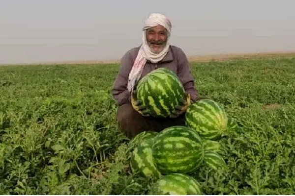 پیش بینی برداشت ۶۰ هزار تن هندوانه در جاسک