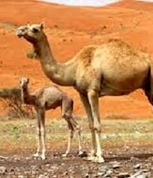 تولید ۱۱۰ تن گوشت شتر در استان خراسان شمالی از ابتدای سال جاری 