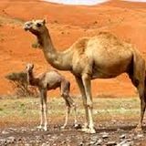 تولید ۱۱۰ تن گوشت شتر در استان خراسان شمالی از ابتدای سال جاری 