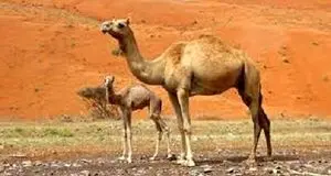 تولید ۱۱۰ تن گوشت شتر در استان خراسان شمالی از ابتدای سال جاری 