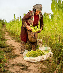 برداشت ۱۴ تن توتون در شهرهای جنوب استان آذربایجان‌غربی