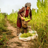 برداشت ۱۴ تن توتون در شهرهای جنوب استان آذربایجان‌غربی