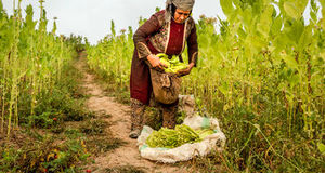 برداشت ۱۴ تن توتون در شهرهای جنوب استان آذربایجان‌غربی