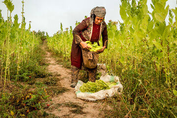 برداشت ۱۴ تن توتون در شهرهای جنوب استان آذربایجان‌غربی
