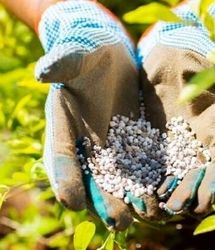 توزیع یک هزار و ۷۵۰ تن کود بین کشاورزان بابل