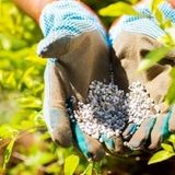 توزیع یک هزار و ۷۵۰ تن کود بین کشاورزان بابل