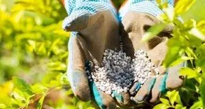 توزیع یک هزار و ۷۵۰ تن کود بین کشاورزان بابل