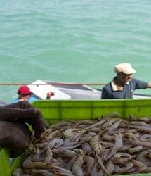 احتمال شکسته شدن تولید میگو در سال جاری