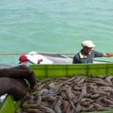 احتمال شکسته شدن تولید میگو در سال جاری