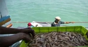 احتمال شکسته شدن تولید میگو در سال جاری